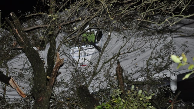 Baum auf Boot Baum auf Boot