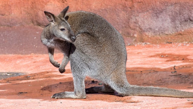 Wallaby Wallaby