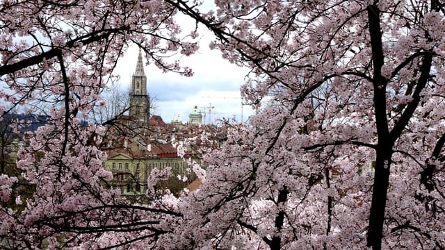 Dank einem warmen Start in den April blühte es am 7. April in Bern prächtig. Dank einem warmen Start in den April blühte es am 7. April in Bern prächtig.