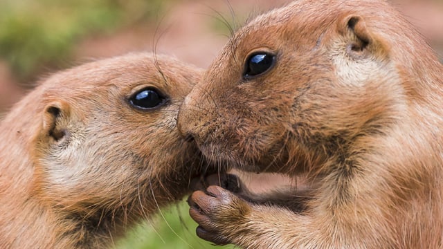 Zwei Präriehunde stecken die Köpfe zusammen. Zwei Präriehunde stecken die Köpfe zusammen.