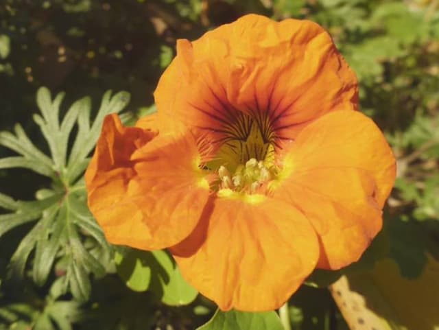 Ein organge Blume