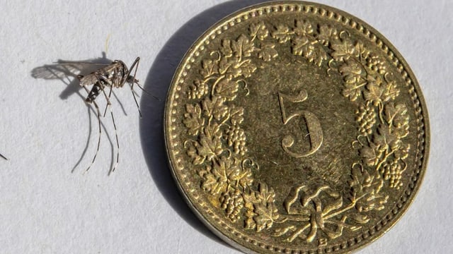 Mücken mit fünfräppler Mücken mit fünfräppler