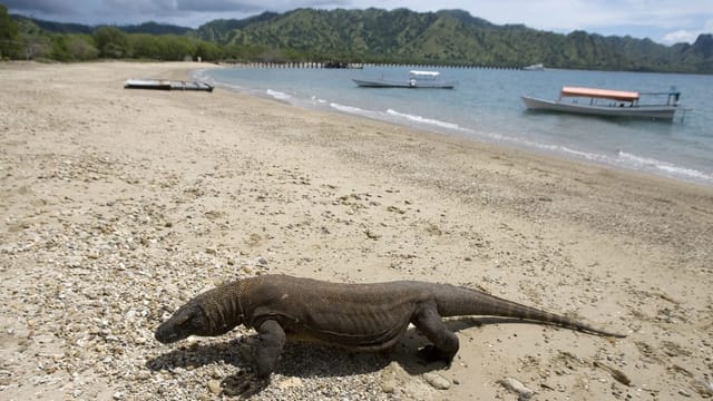 Komodo-Waran an einem Strand, dahinter Boote. Komodo-Waran an einem Strand, dahinter Boote.