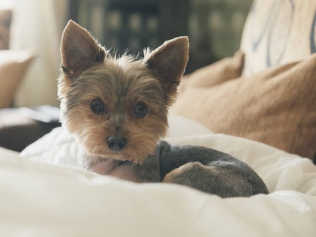 Ein Hundewelpen sitzt auf einem Kissen. Die Ohren spitz aufgerichtet und mit niedlich wachem Blick in die Kamera schauend. Ein Hundewelpen sitzt auf einem Kissen. Die Ohren spitz aufgerichtet und mit niedlich wachem Blick in die Kamera schauend.