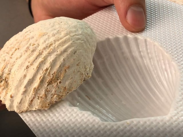 Pilz mit Muschel-Form.
