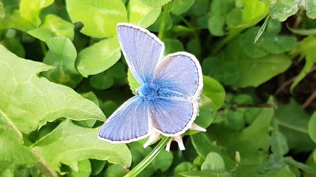 Ein blauer Schmetterling. Ein blauer Schmetterling.