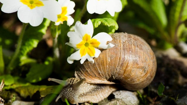Eine Schnecke unter einer Blume. Eine Schnecke unter einer Blume.