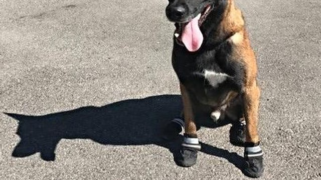 Ein Hund mit herausgestreckter Zunge. An seinen Pfoten sind Söckchen. Ein Hund mit herausgestreckter Zunge. An seinen Pfoten sind Söckchen.