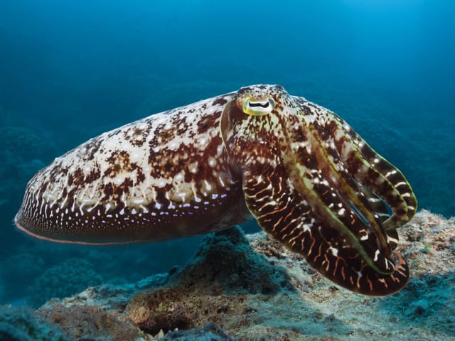 Ein braun-weisser Sepia-Tintenfisch schwimmt im Meer