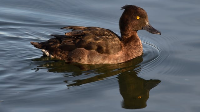 Ente schwimmt im Wasser. Ente schwimmt im Wasser.