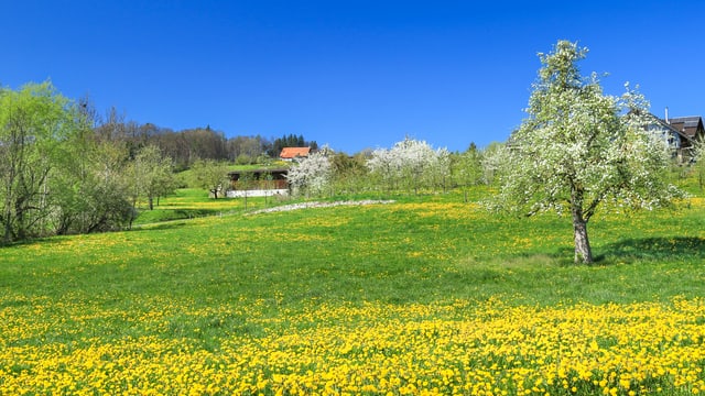 Am 9. April stand bei Berg im Thurgau alles in Blüte. Am 9. April stand bei Berg im Thurgau alles in Blüte.