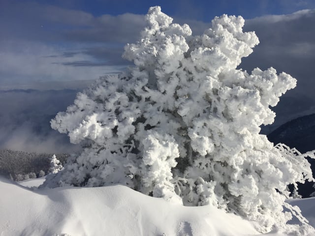 Weisser Baum im Schnee.