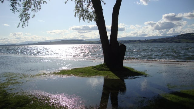 Nach dem grossen Regen von anfangs Mai hatte der Murtensee auch noch am 9. Mai Hochwasser. Nach dem grossen Regen von anfangs Mai hatte der Murtensee auch noch am 9. Mai Hochwasser.
