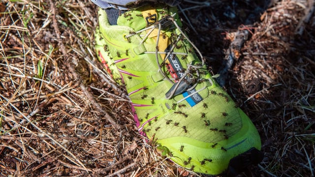 Viele Ameisen an einem Schuh Viele Ameisen an einem Schuh