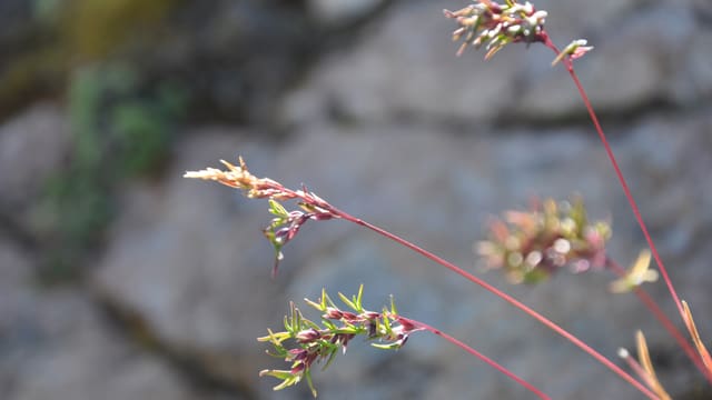 Das Alpenrispengras ist eine subalpine Art, die sich bis in die Täler fortpflanzt. Sie war früher auf 84 und ist heute auf 162 Gipfeln zu finden. Das Alpenrispengras ist eine subalpine Art, die sich bis in die Täler fortpflanzt. Sie war früher auf 84 und ist heute auf 162 Gipfeln zu finden.