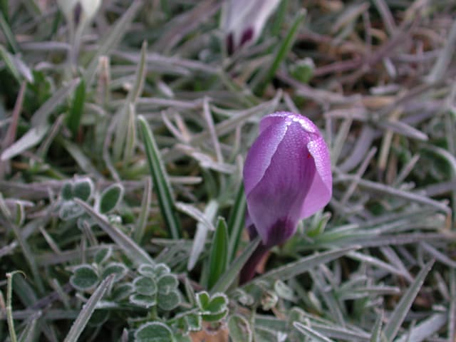 Auf eine violetten Krokusblüte hat sich Reif gelegt. Auf eine violetten Krokusblüte hat sich Reif gelegt.