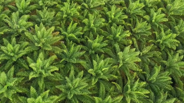 Eine Palmölplantage aus der Vogelperspektive Eine Palmölplantage aus der Vogelperspektive