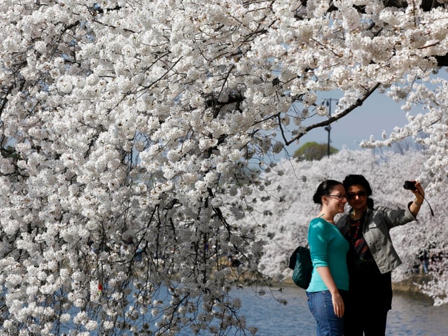 Zwei Frauen machen ein Foto unter den Kirschbäumen in Washington D.C. Zwei Frauen machen ein Foto unter den Kirschbäumen in Washington D.C.