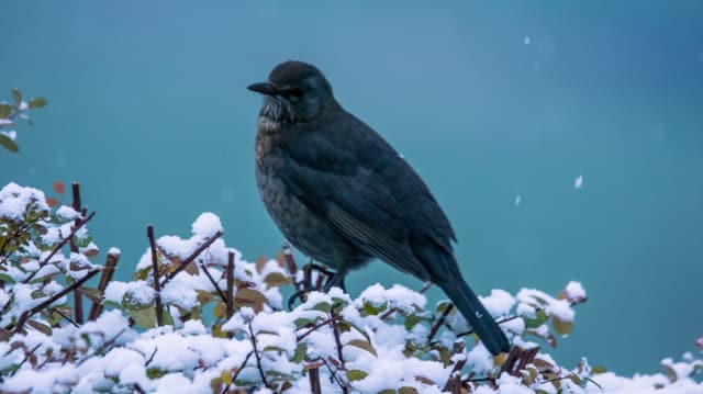 Eine Amsel sitzt auf einem verschneiten Strauch Eine Amsel sitzt auf einem verschneiten Strauch
