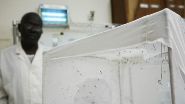 Kiste mit Netz. Darin sind Mücken. Dahinter steht ein Mann in weissem Laborkittel. Kiste mit Netz. Darin sind Mücken. Dahinter steht ein Mann in weissem Laborkittel.