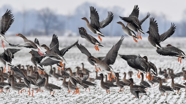 Wildgänse heben ab Wildgänse heben ab