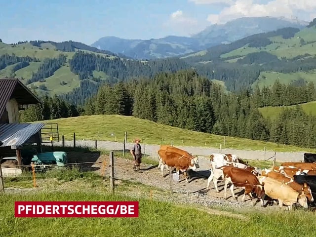 Kühe vor dem Stall Kühe vor dem Stall