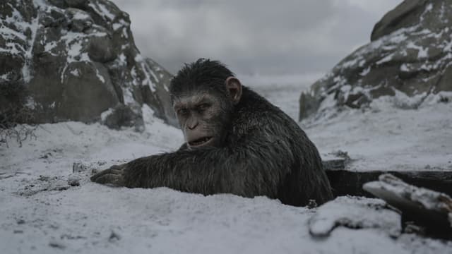 Ein Affe im Schnee Ein Affe im Schnee