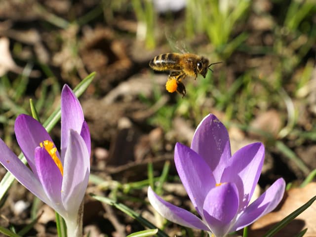 Biene fliegt zwischen zwei Krokussen Biene fliegt zwischen zwei Krokussen