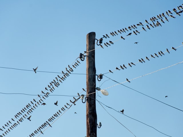 Schwalben auf den Kabeln eines Telefonmastes. Schwalben auf den Kabeln eines Telefonmastes.