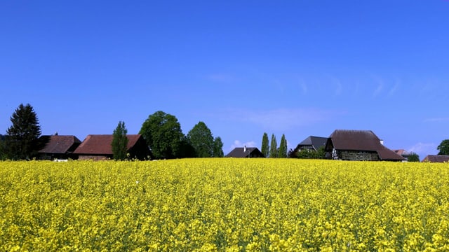 Blooming rapeseed field under a cloudless sky on May 2nd. Blooming rapeseed field under a cloudless sky on May 2nd.