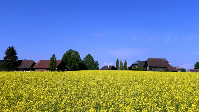 Blooming rapeseed field under a cloudless sky on May 2nd.