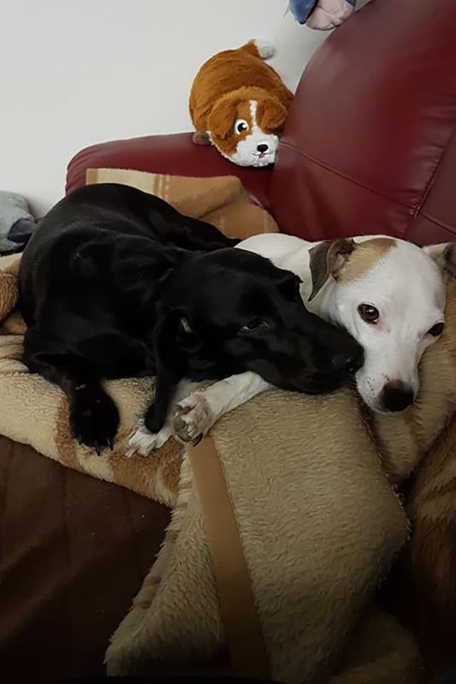 Ein schwarzer und ein weisser Hund, die nahe beieinander liegen. Ein schwarzer und ein weisser Hund, die nahe beieinander liegen.