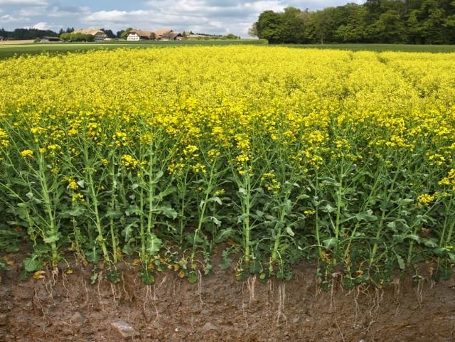 Rapsfeld inklusive Einblick in den Boden Rapsfeld inklusive Einblick in den Boden