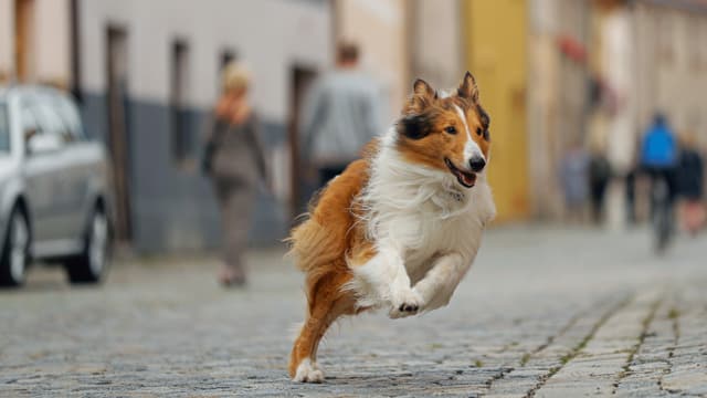 Ein Langhaarcollie rennt durch eine Pflasterstein-Strasse. Ein Langhaarcollie rennt durch eine Pflasterstein-Strasse.
