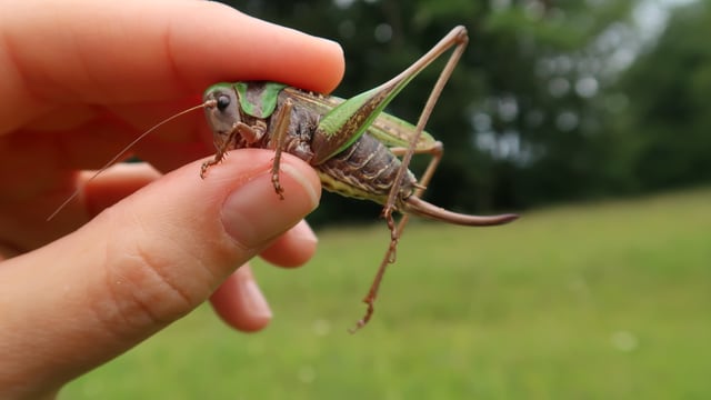 Böser Warzenbeisser Böser Warzenbeisser