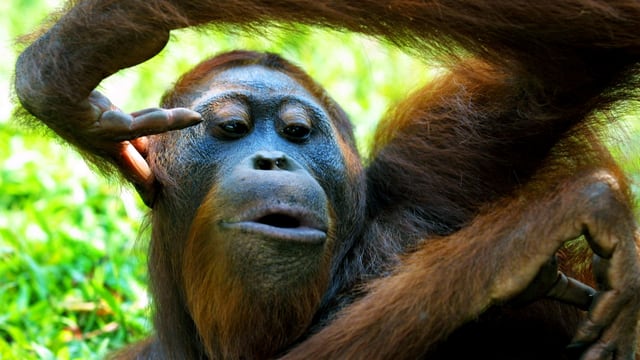 Ein Orang-Utan Ein Orang-Utan