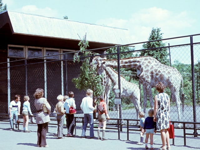 Menschen stehen vor einem Giraffenkäfig. Menschen stehen vor einem Giraffenkäfig.