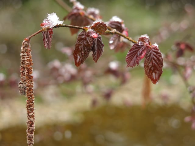 Haseltriebe mit Schnee.