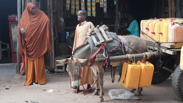 Auf einem Eselkarren im Flüchtlingslager Dadaab werden Wasserkanister transportiert. Auf einem Eselkarren im Flüchtlingslager Dadaab werden Wasserkanister transportiert.