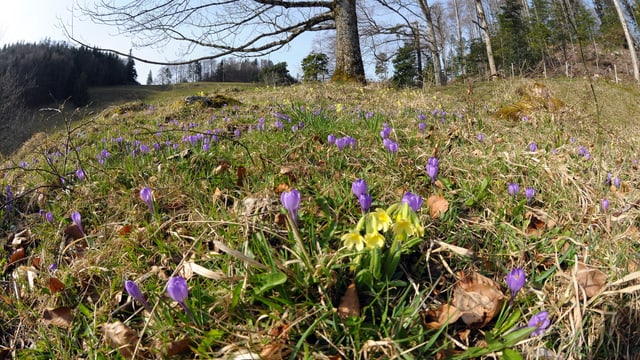 Verschiedenfarbige Krokusse auf dem Jura Verschiedenfarbige Krokusse auf dem Jura