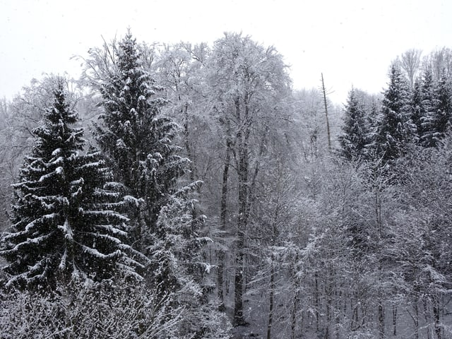 Bäume im Schnee.