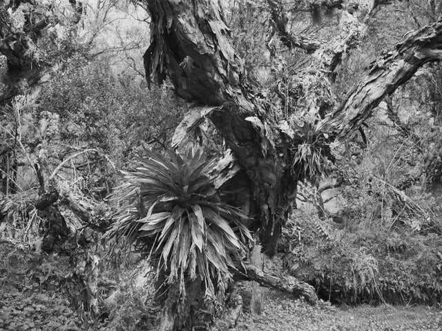 Dickicht mit verzweigtem Baum, auf dem andere Pflanzen wachsen Dickicht mit verzweigtem Baum, auf dem andere Pflanzen wachsen