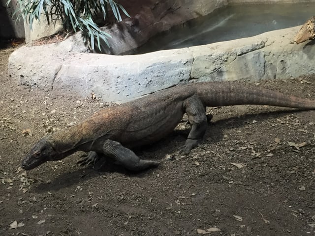 Komodowaran von oben in echt Komodowaran von oben in echt