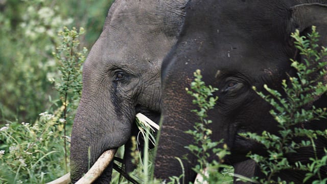 Video «Der sechste Sinn der Tiere» abspielen Video «Der sechste Sinn der Tiere» abspielen