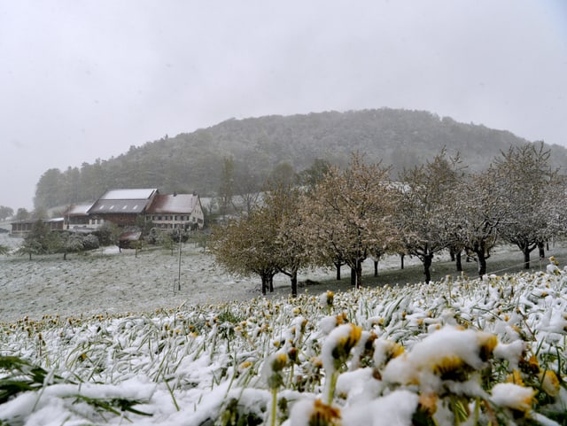 Angezuckerte Landschaft