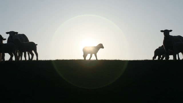 Tiere in der Bibel neu entdeckt