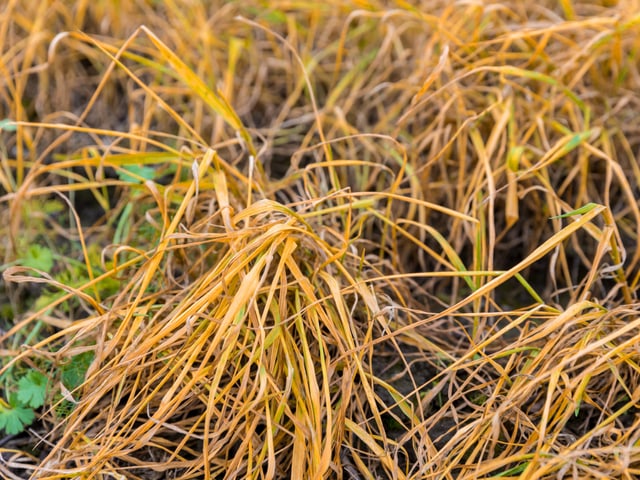 Verdorrtes Gras nach einer Glyphosat-Behandlung. Verdorrtes Gras nach einer Glyphosat-Behandlung.