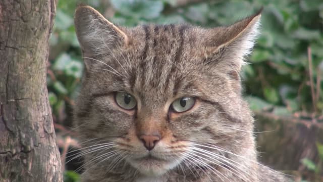 Kopf einer Wildkatze. Kopf einer Wildkatze.