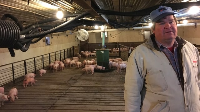 Dave Struthers auf seiner Schweinefarm in einer Halle. Dave Struthers auf seiner Schweinefarm in einer Halle.