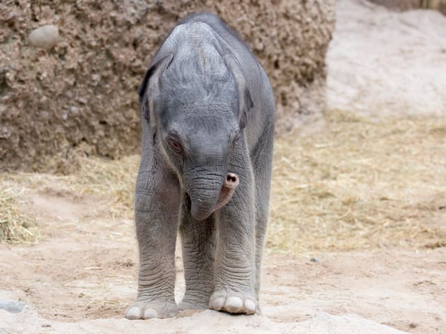 Ein kleiner Elefant